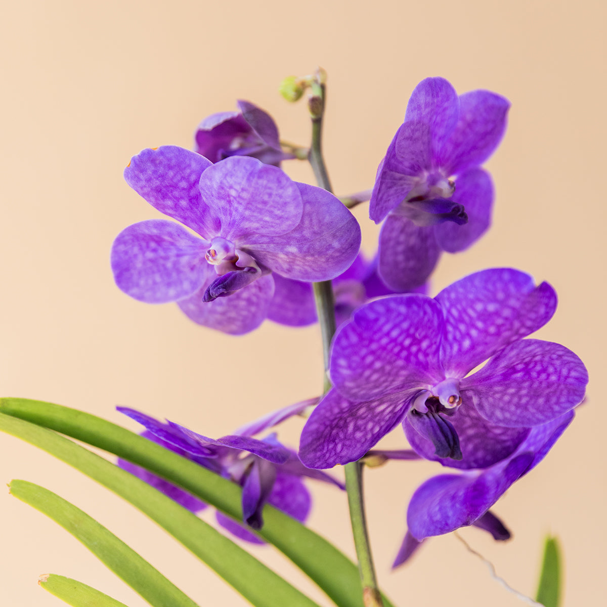 La Orquídea Vanda - Orquídea Morada Premium