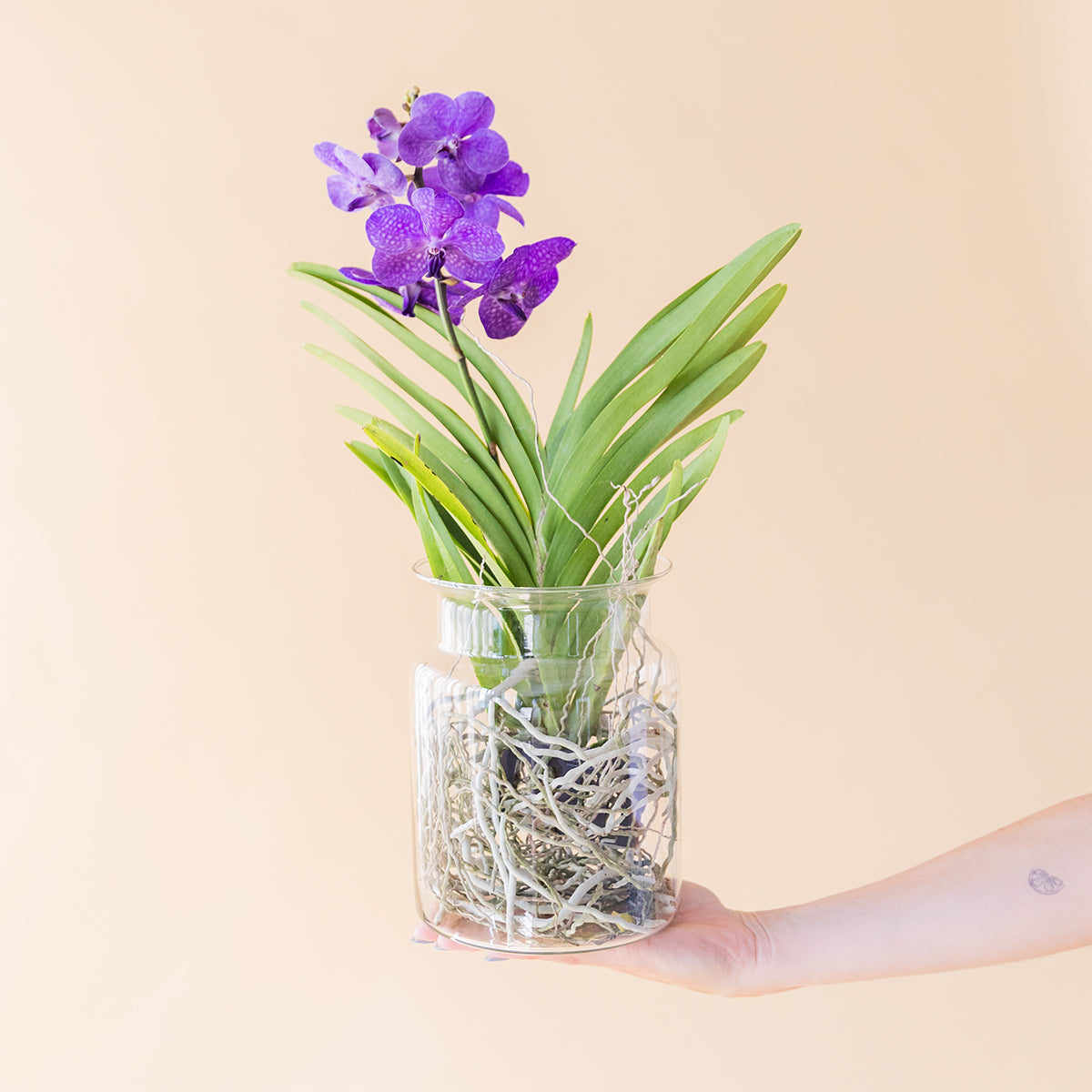La Orquídea Vanda - Orquídea Morada Premium