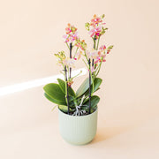 La Orquídea Texturizada - Orquídea Moteada