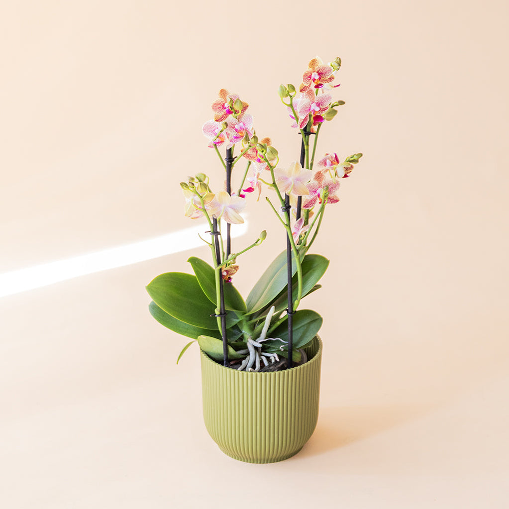 La Orquídea Texturizada - Orquídea Moteada