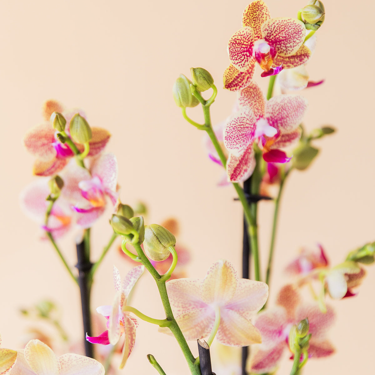 La Orquídea Texturizada - Orquídea Moteada