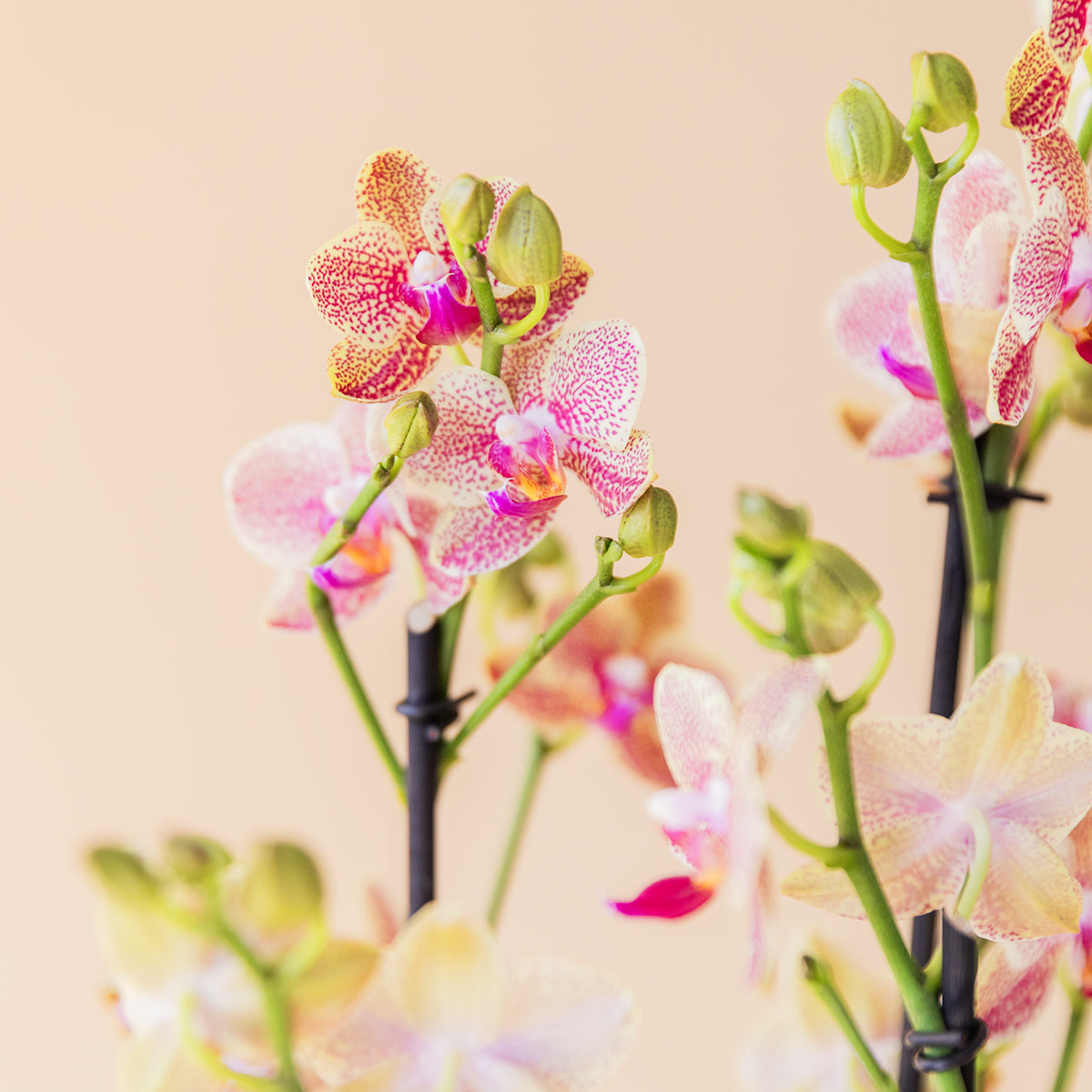 La Orquídea Texturizada - Orquídea Moteada
