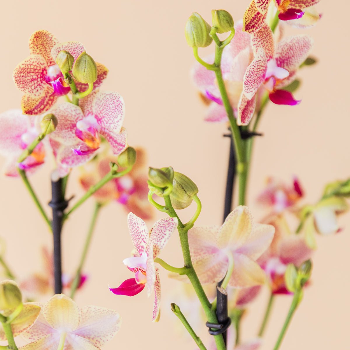 La Orquídea Texturizada - Orquídea Moteada
