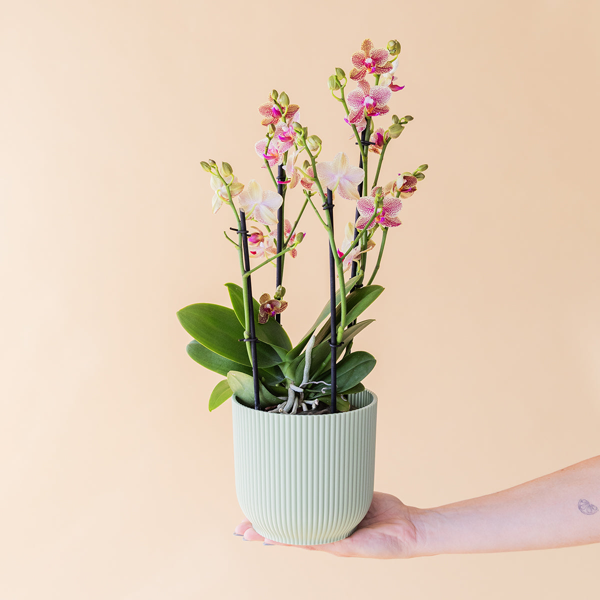 La Orquídea Texturizada - Orquídea Moteada