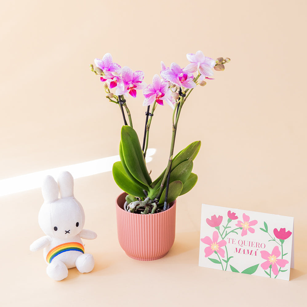 Orquídea Bicolor con Envoltorio, Peluche  y Tarjeta