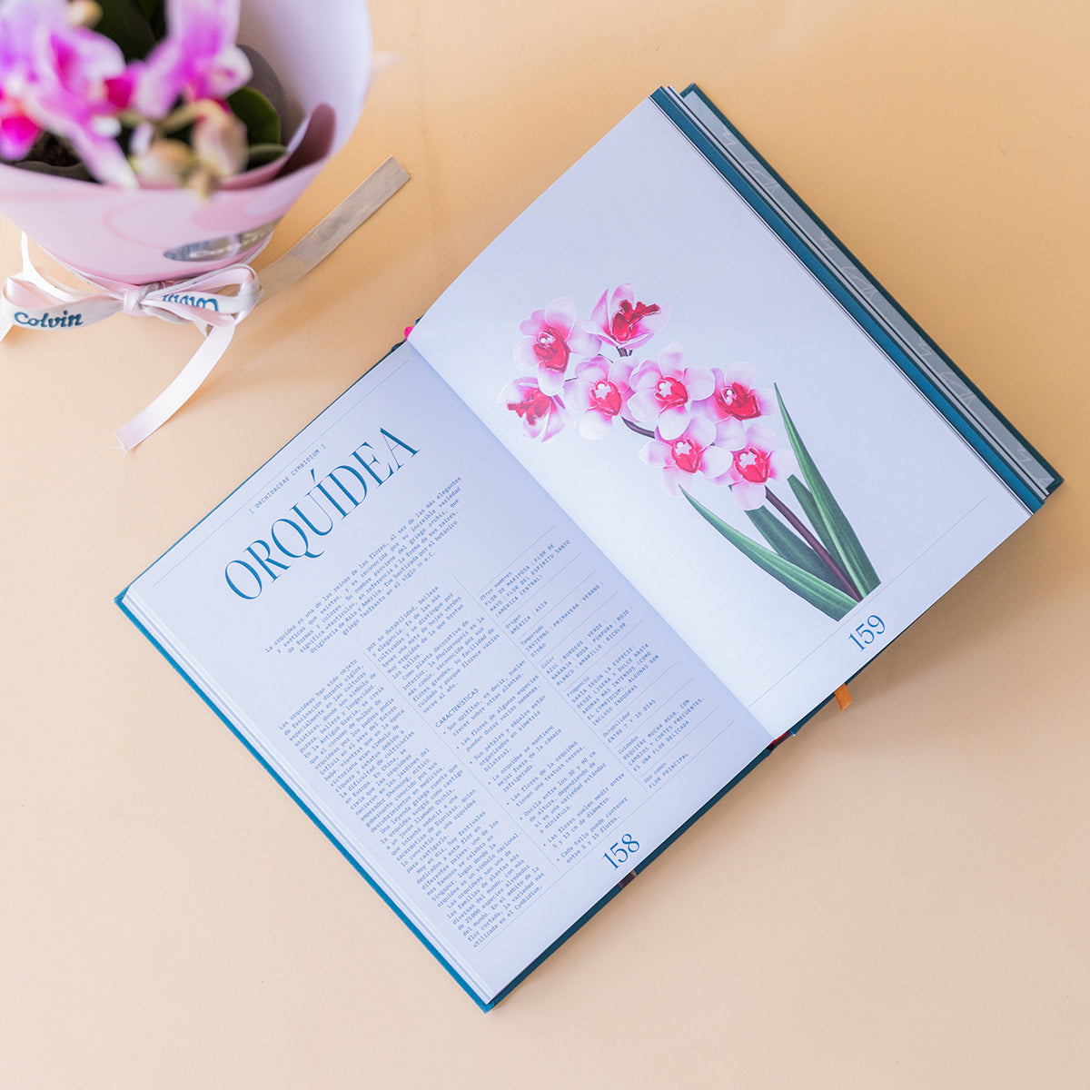Orquídea Bicolor con Envoltorio y Libro Floripedia