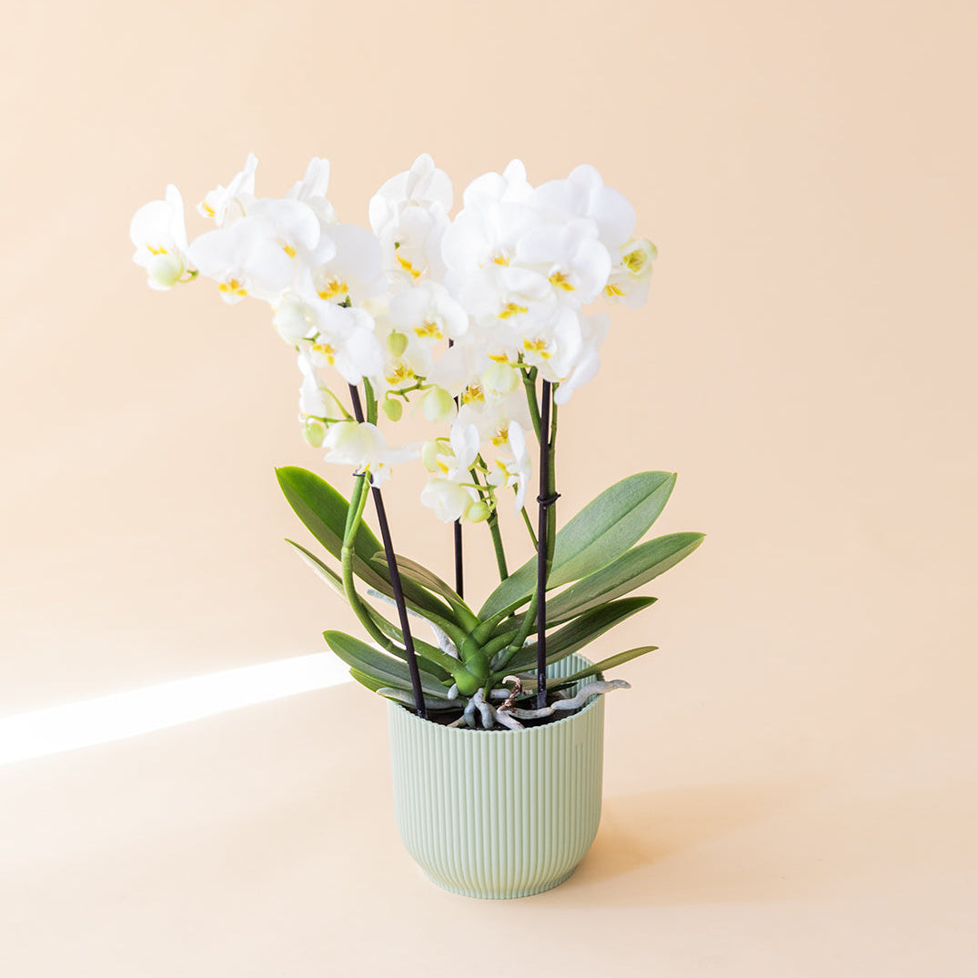 A Orquídea - Orquídea Branca