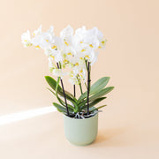 La Orquídea - Orquídea Blanca