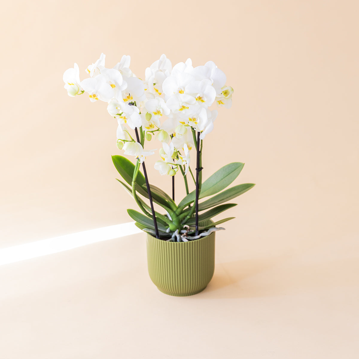 La Orquídea - Orquídea Blanca