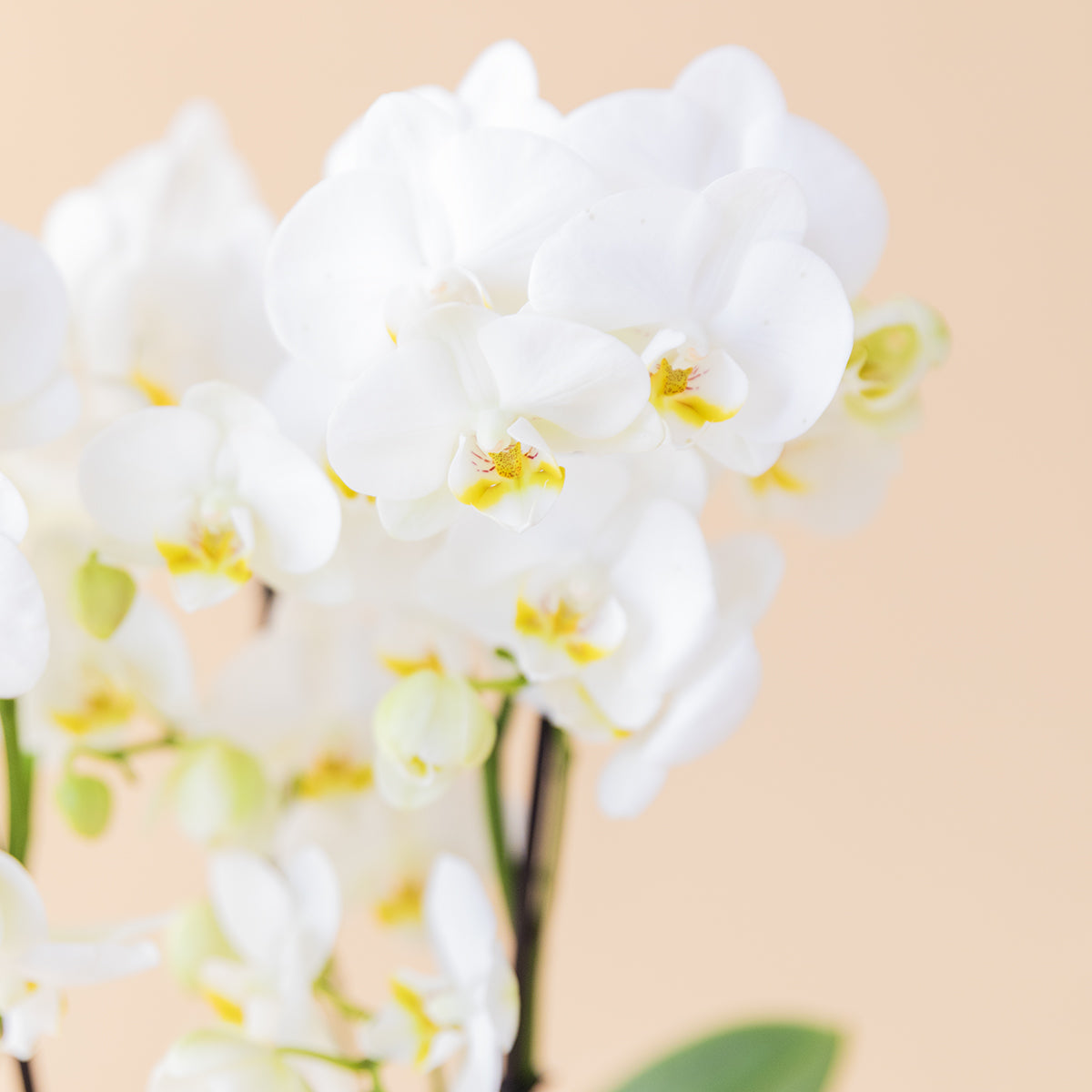 La Orquídea - Orquídea Blanca