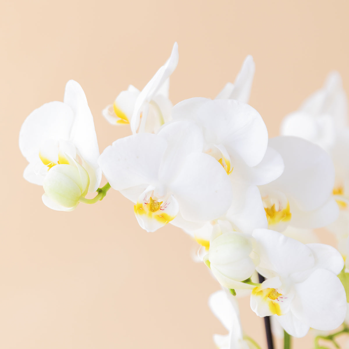 La Orquídea - Orquídea Blanca