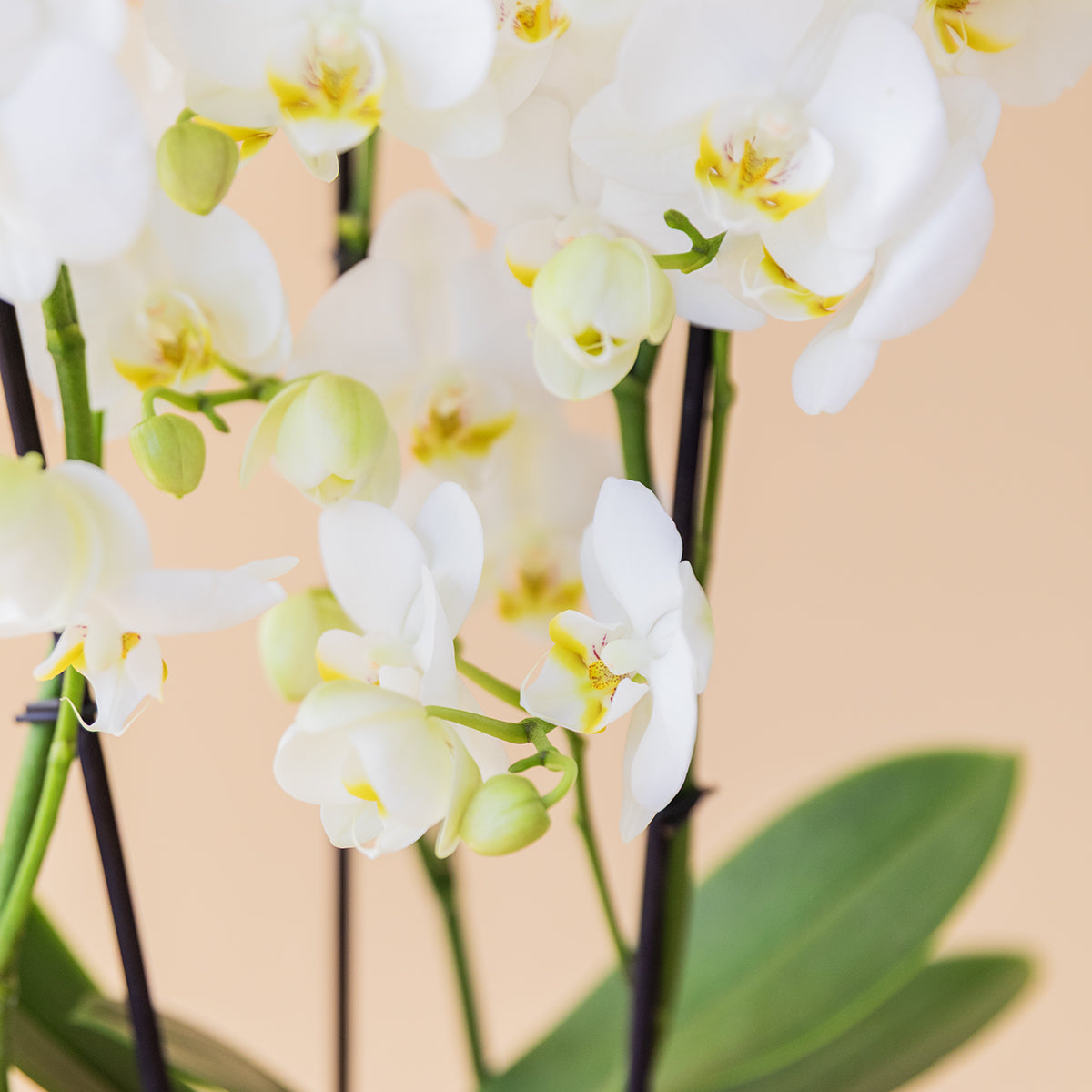 A Orquídea - Orquídea Branca