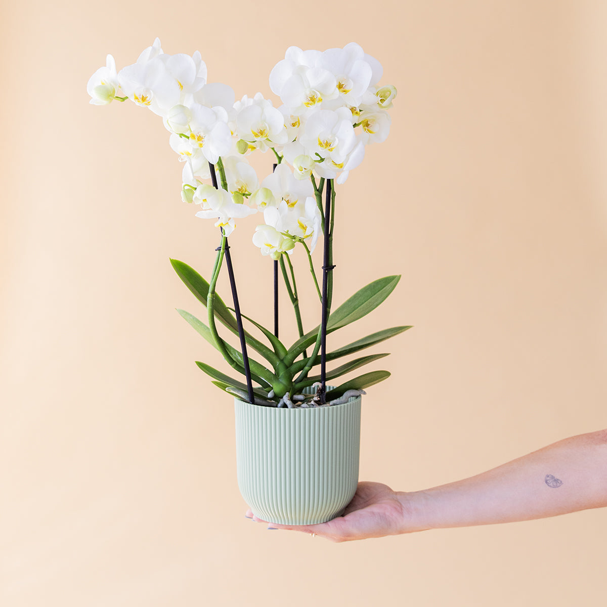 La Orquídea - Orquídea Blanca