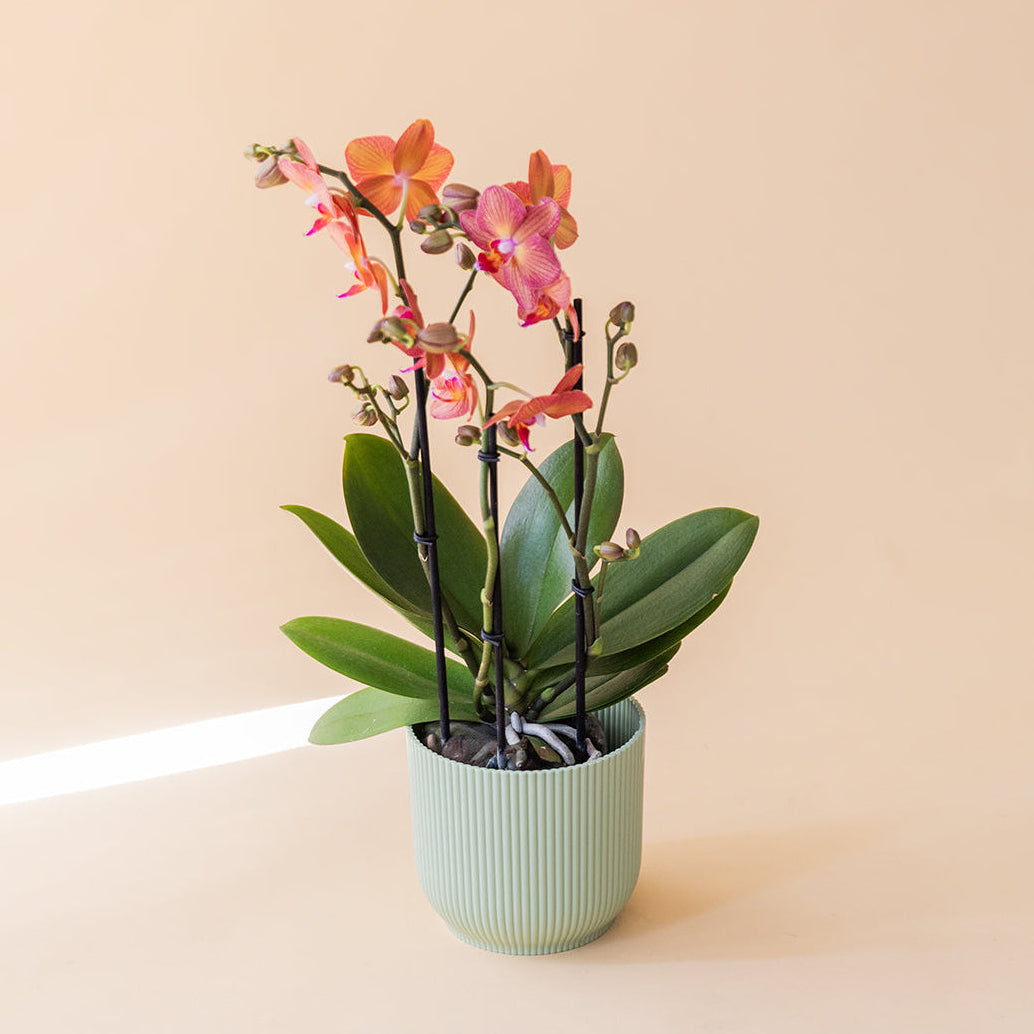 La Orquídea - Orquídea Mariposa