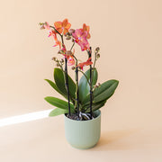 La Orquídea - Orquídea Mariposa