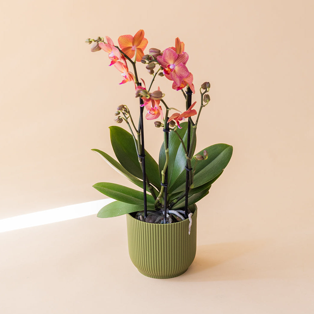 La Orquídea - Orquídea Mariposa