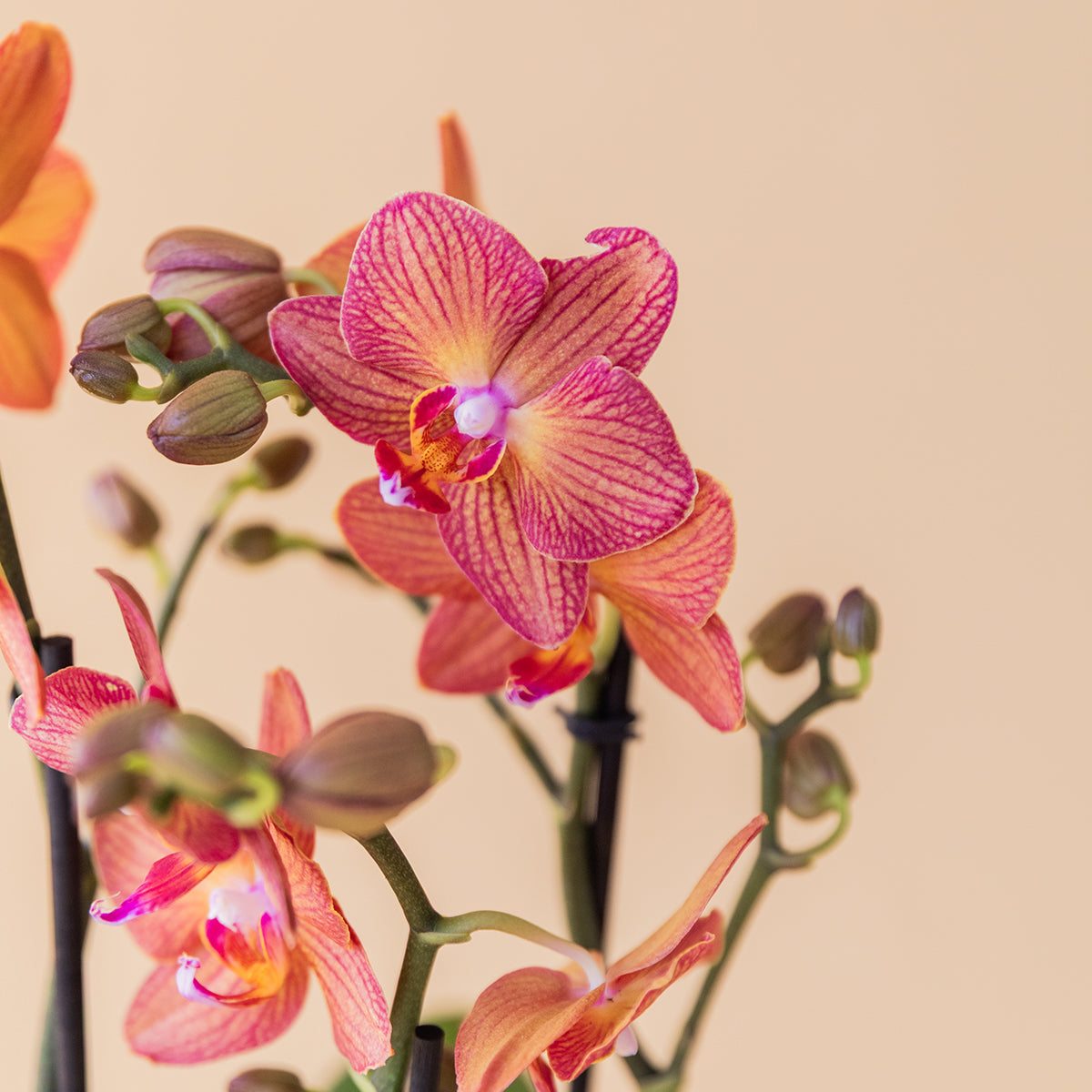 La Orquídea - Orquídea Mariposa