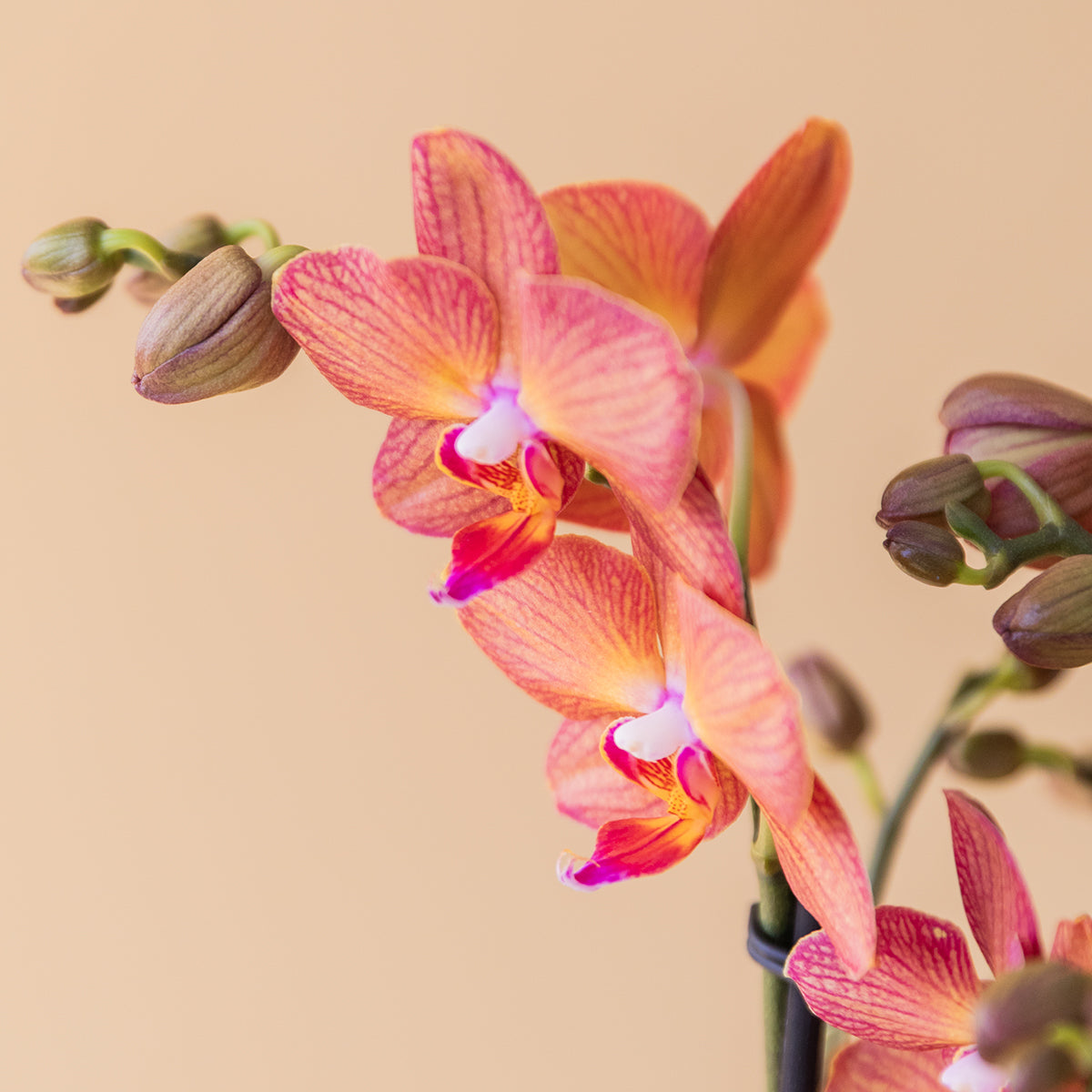 La Orquídea - Orquídea Mariposa