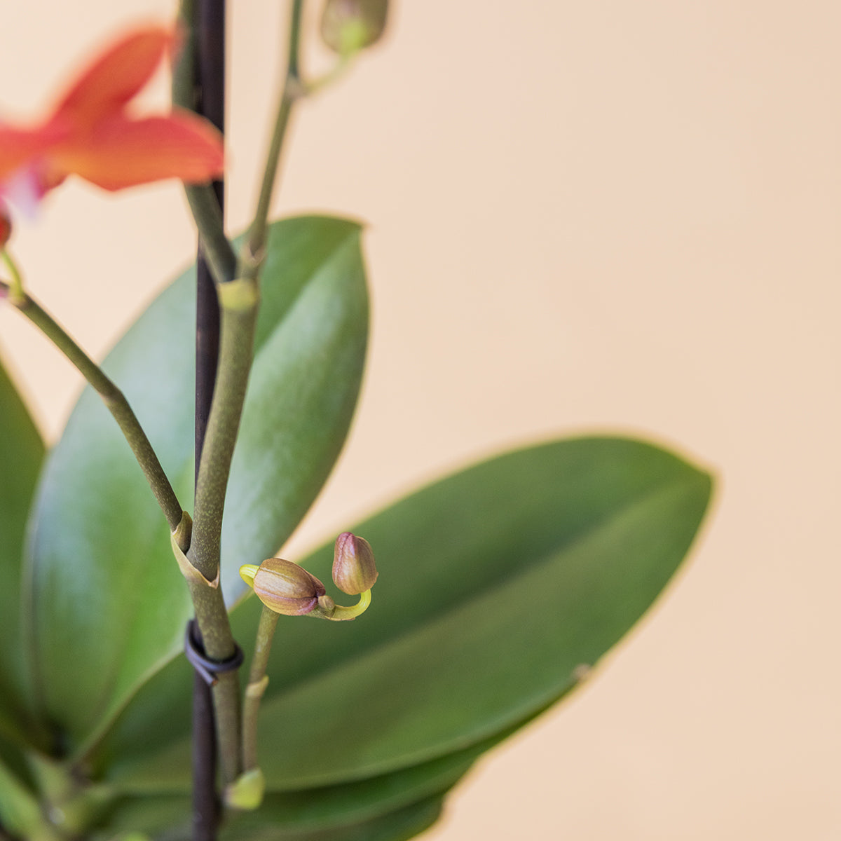 La Orquídea - Orquídea Mariposa