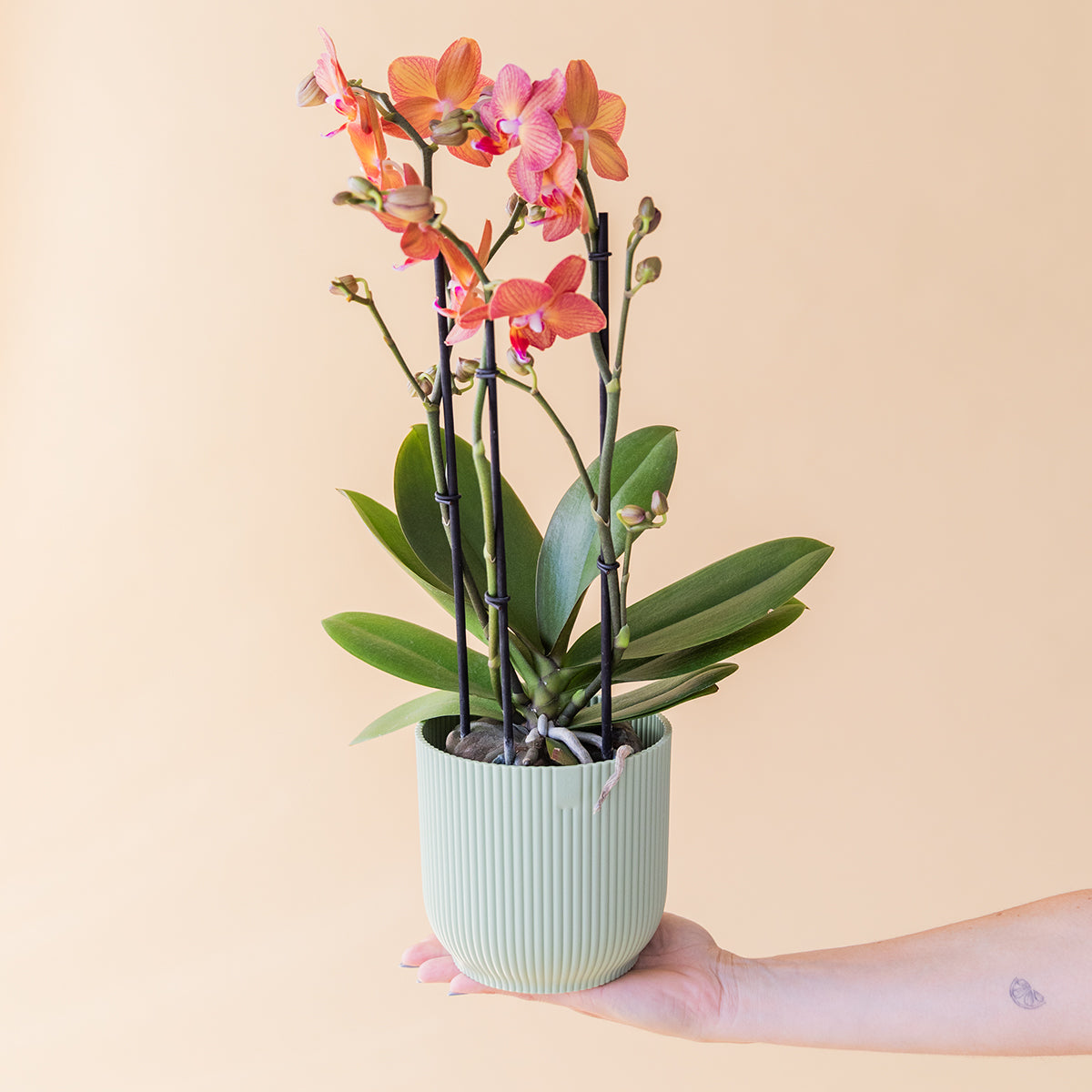 La Orquídea - Orquídea Mariposa