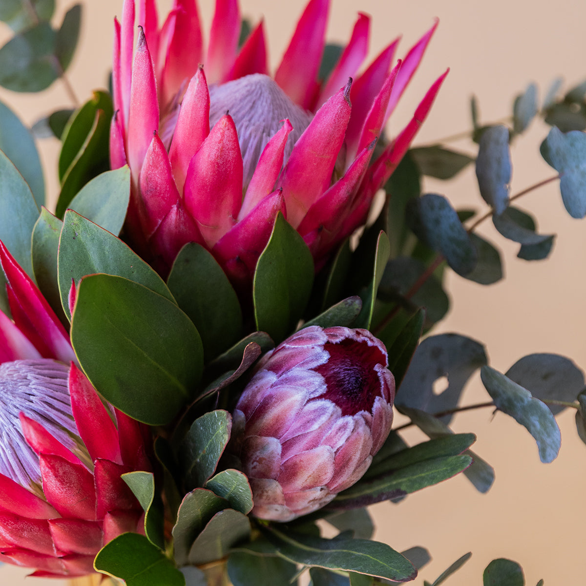 Las Proteas - Selección de proteas