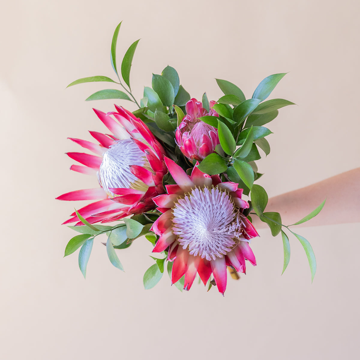 Las Proteas - Selección de proteas