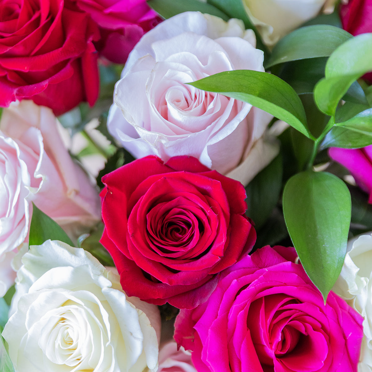 Las Rosas - Selección de rosas de colores