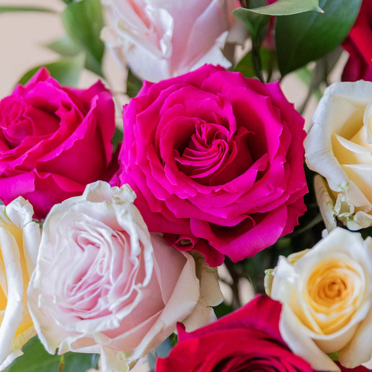 Rosas - Seleção de rosas coloridas