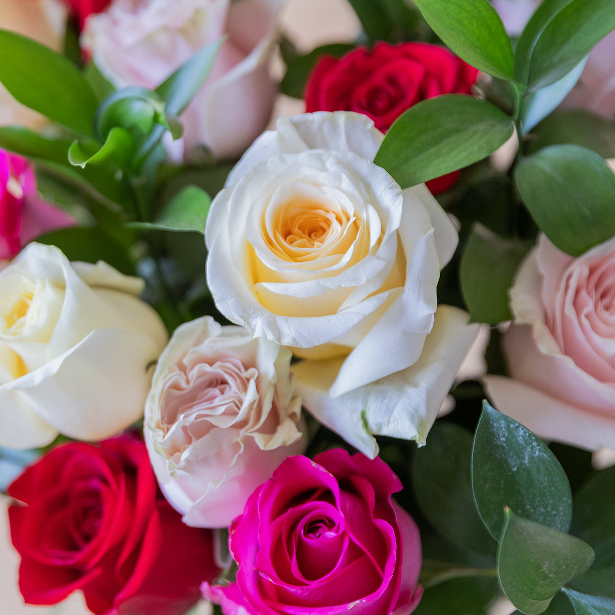 Rosas - Seleção de rosas coloridas