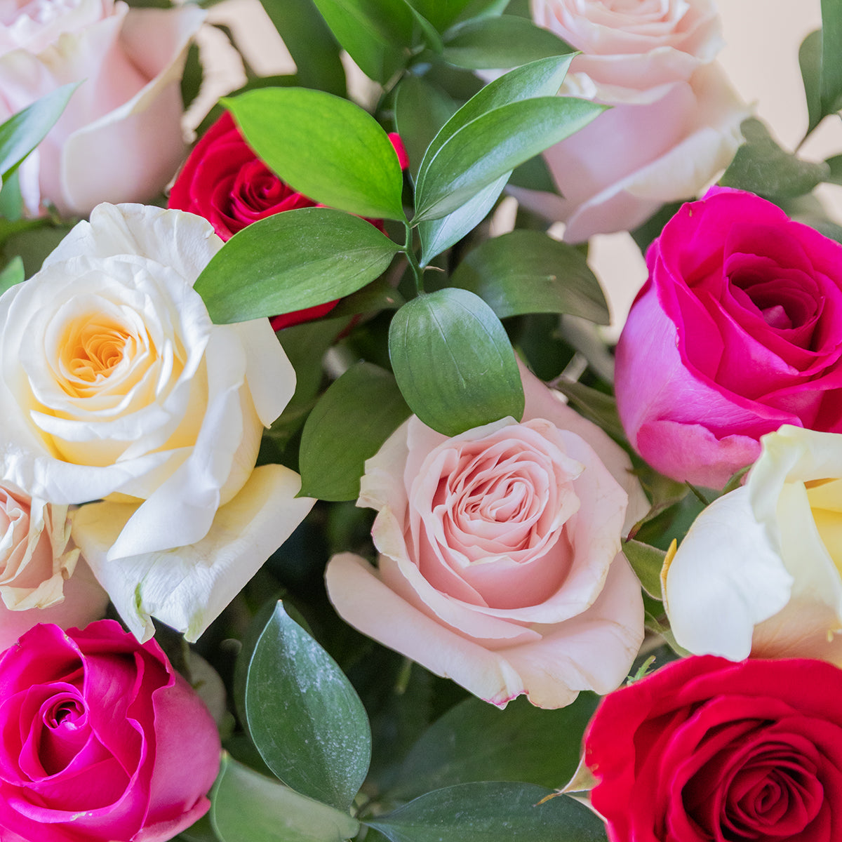 Rosas - Seleção de rosas coloridas