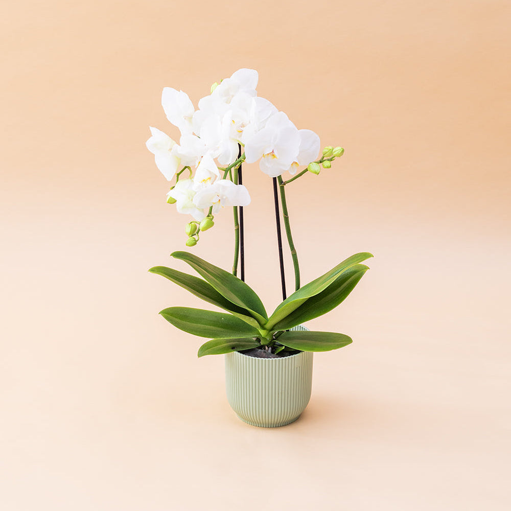Orquídea con Galletas y Peluche