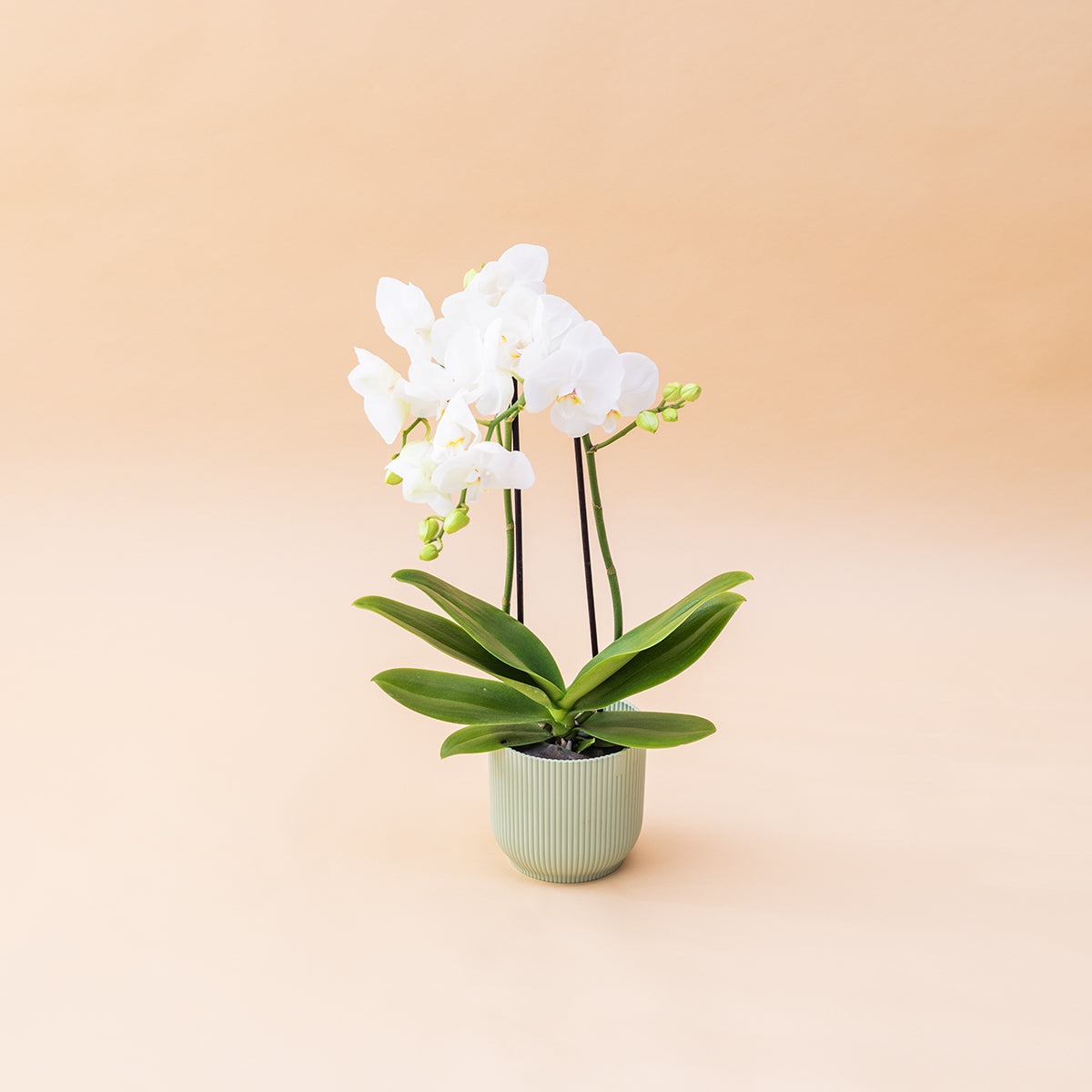 La Orquídea - Orquídea Blanca