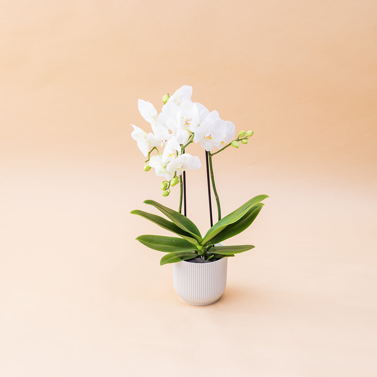 La Orquídea - Orquídea Blanca