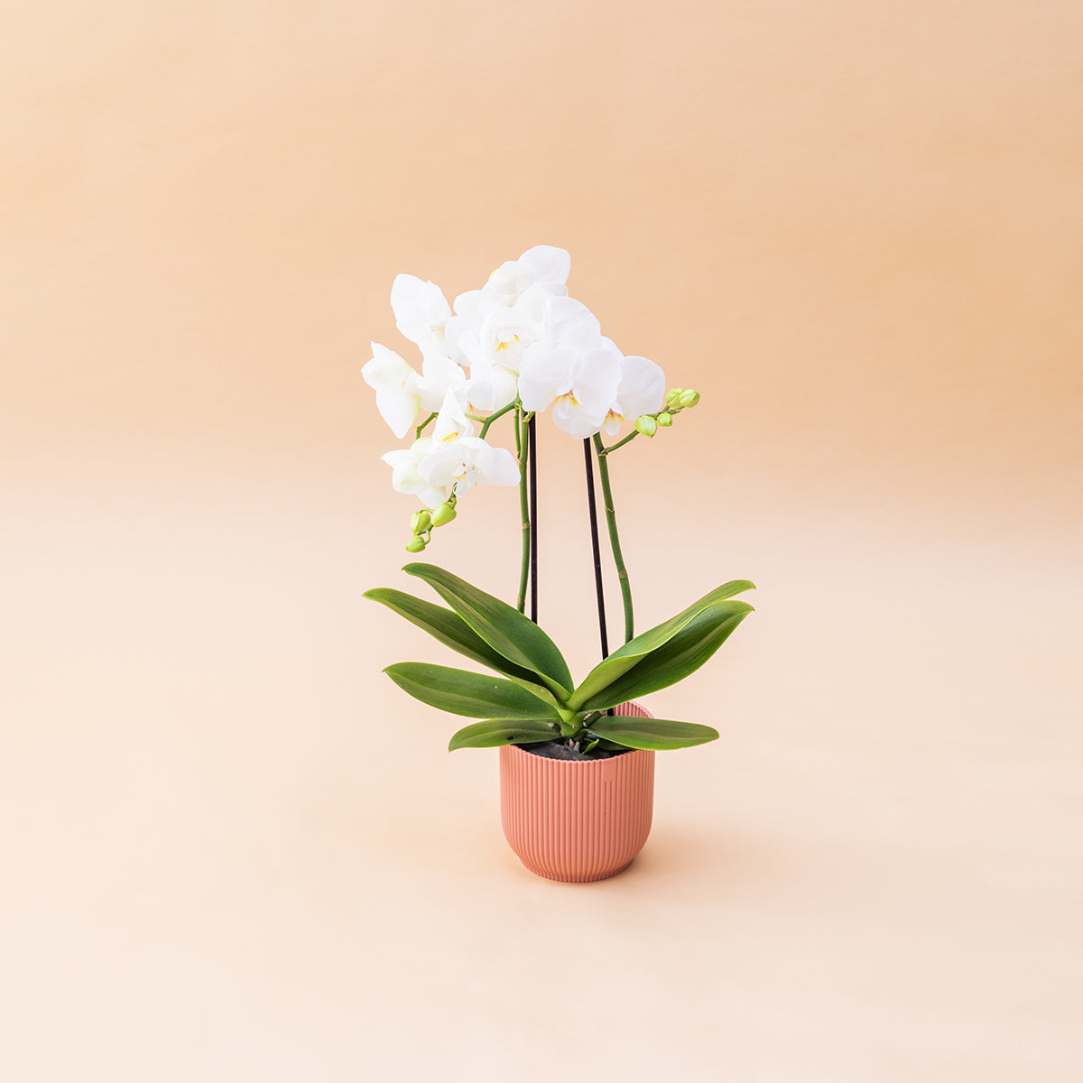 La Orquídea - Orquídea Blanca