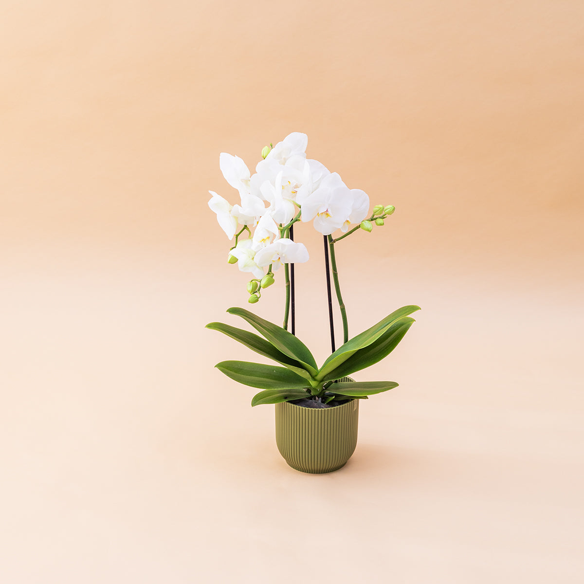 La Orquídea - Orquídea Blanca