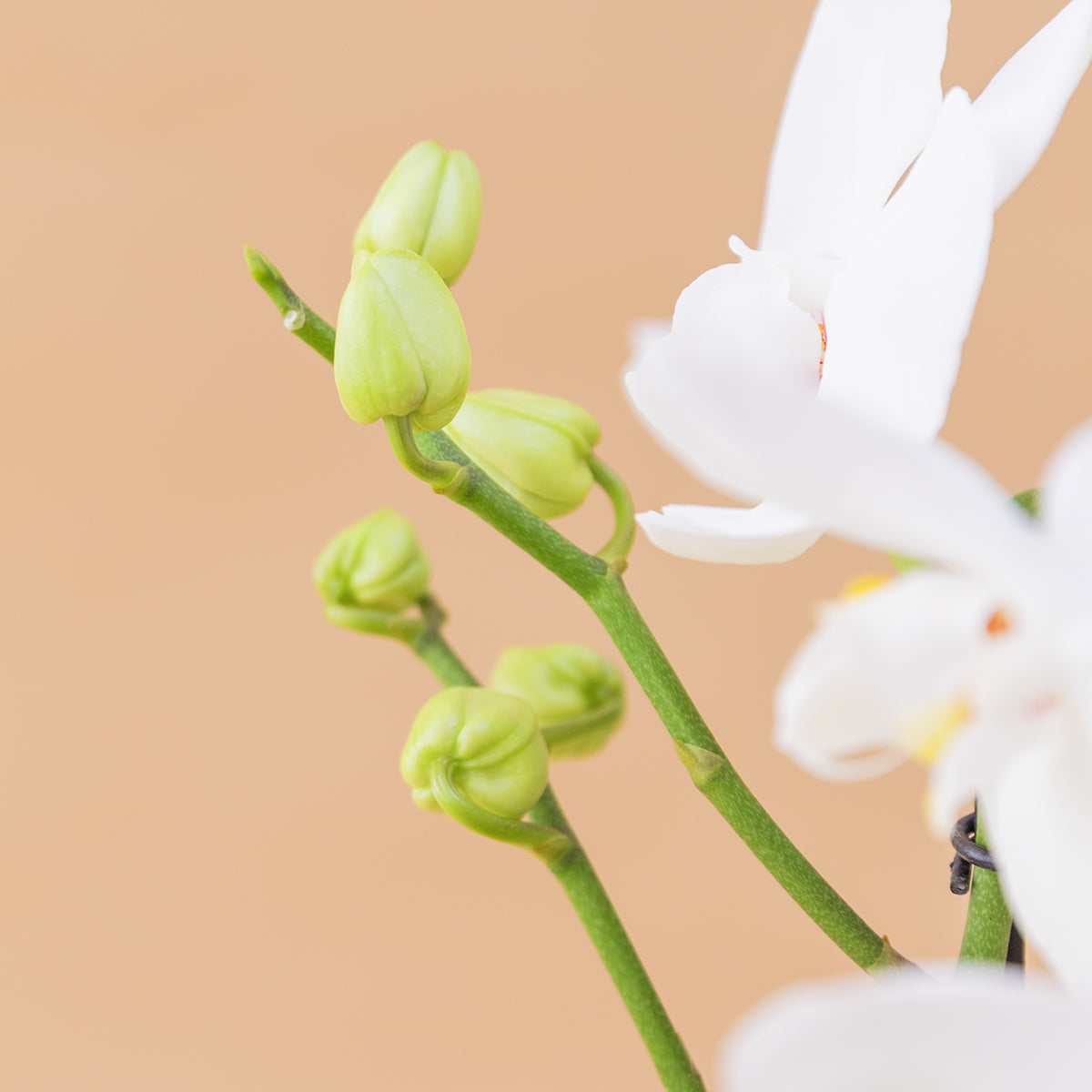 La Orquídea - Orquídea Blanca