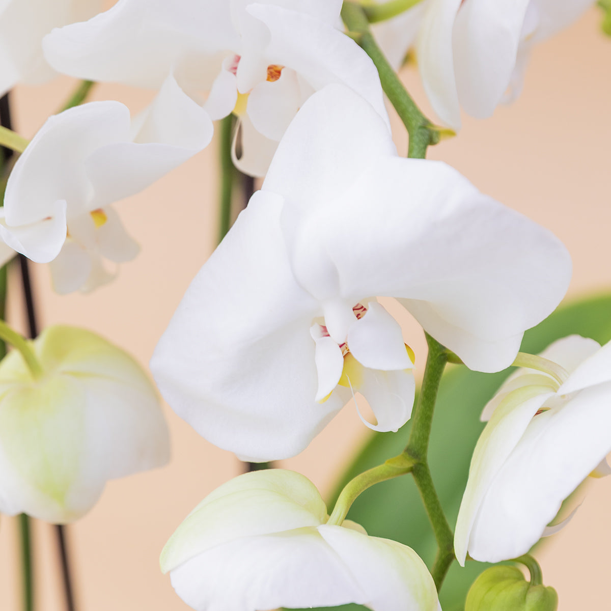 La Orquídea - Orquídea Blanca