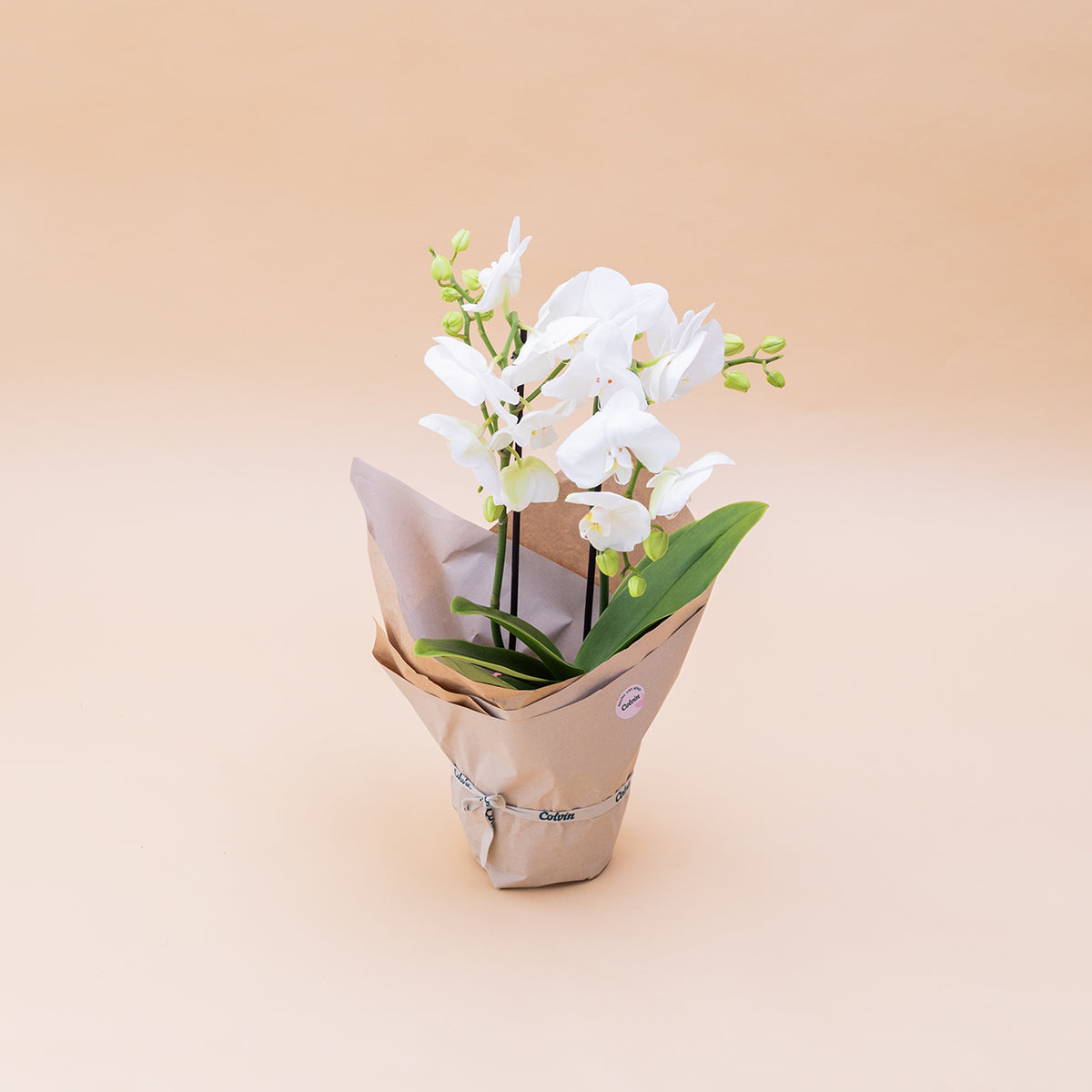 La Orquídea - Orquídea Blanca