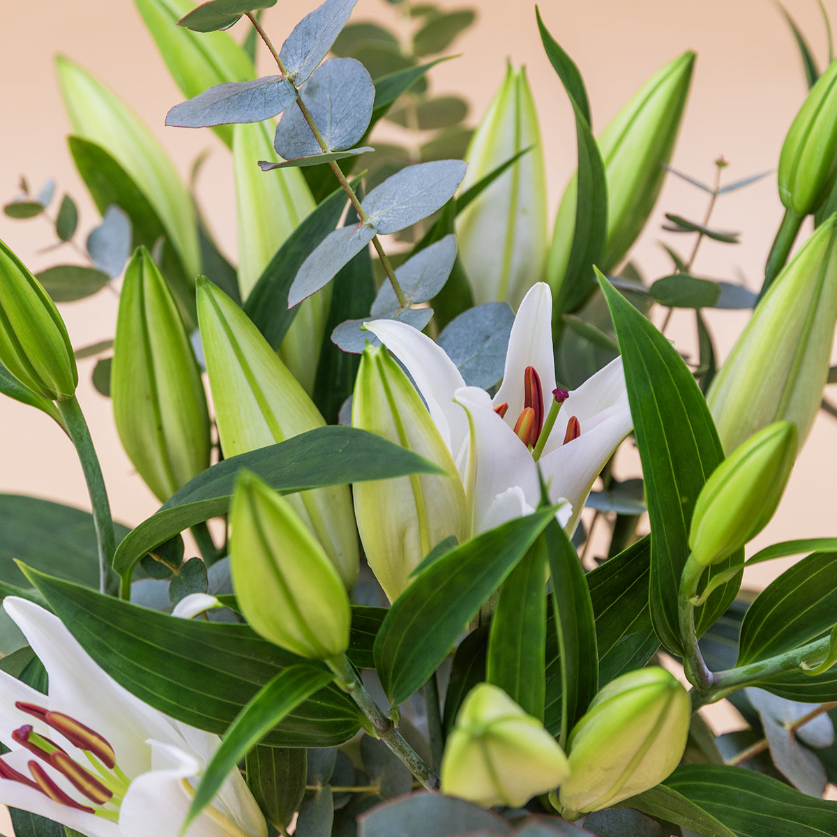 Lírios brancos - Uma seleção de lírios orientais