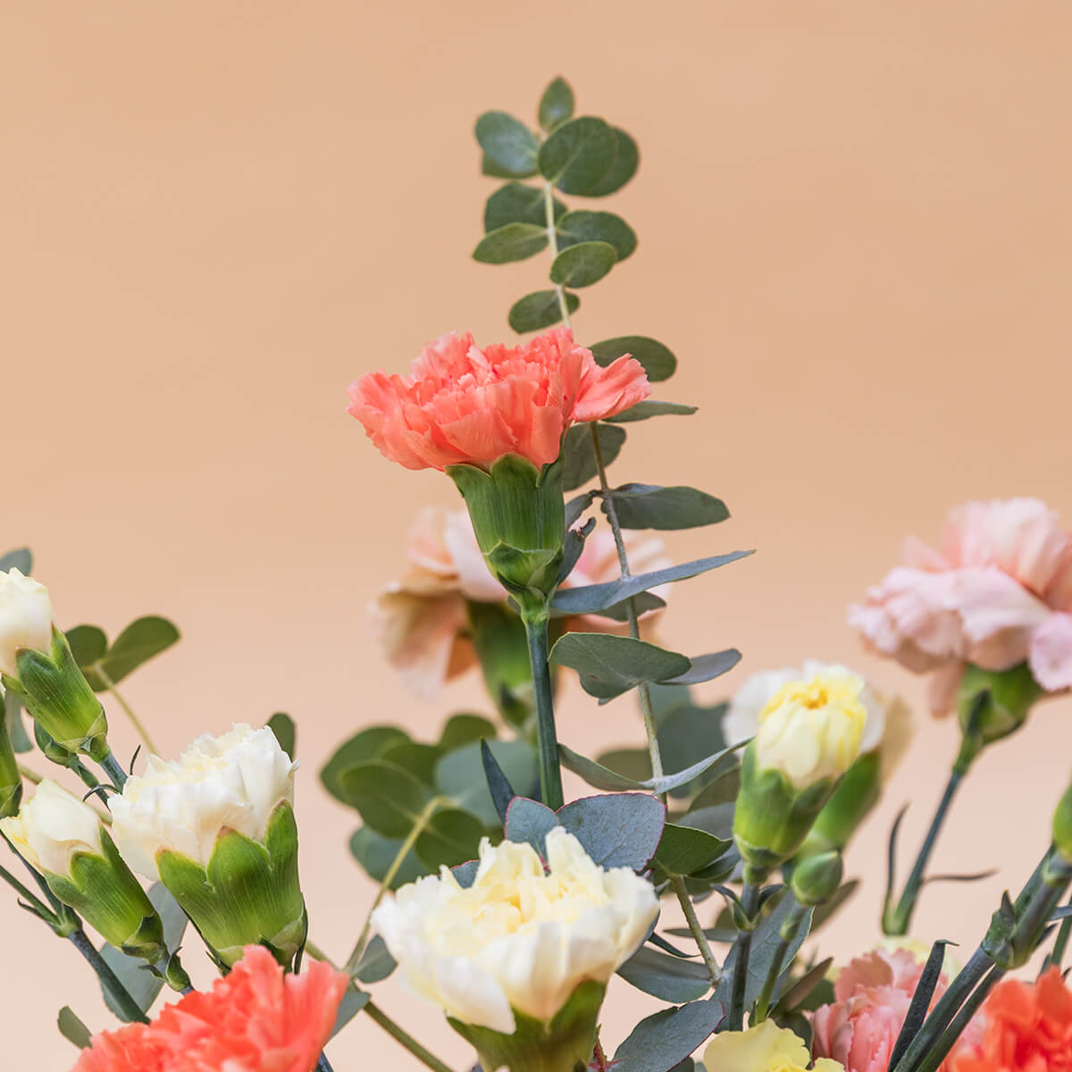 Los Claveles Amarillos - Selección de claveles