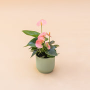 El Anthurium - Anthurium Pastel