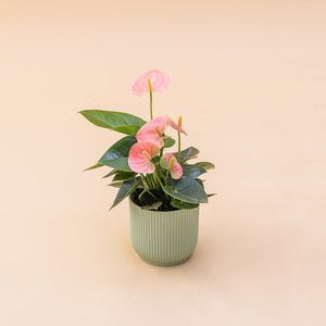 El Anthurium - Anthurium Pastel