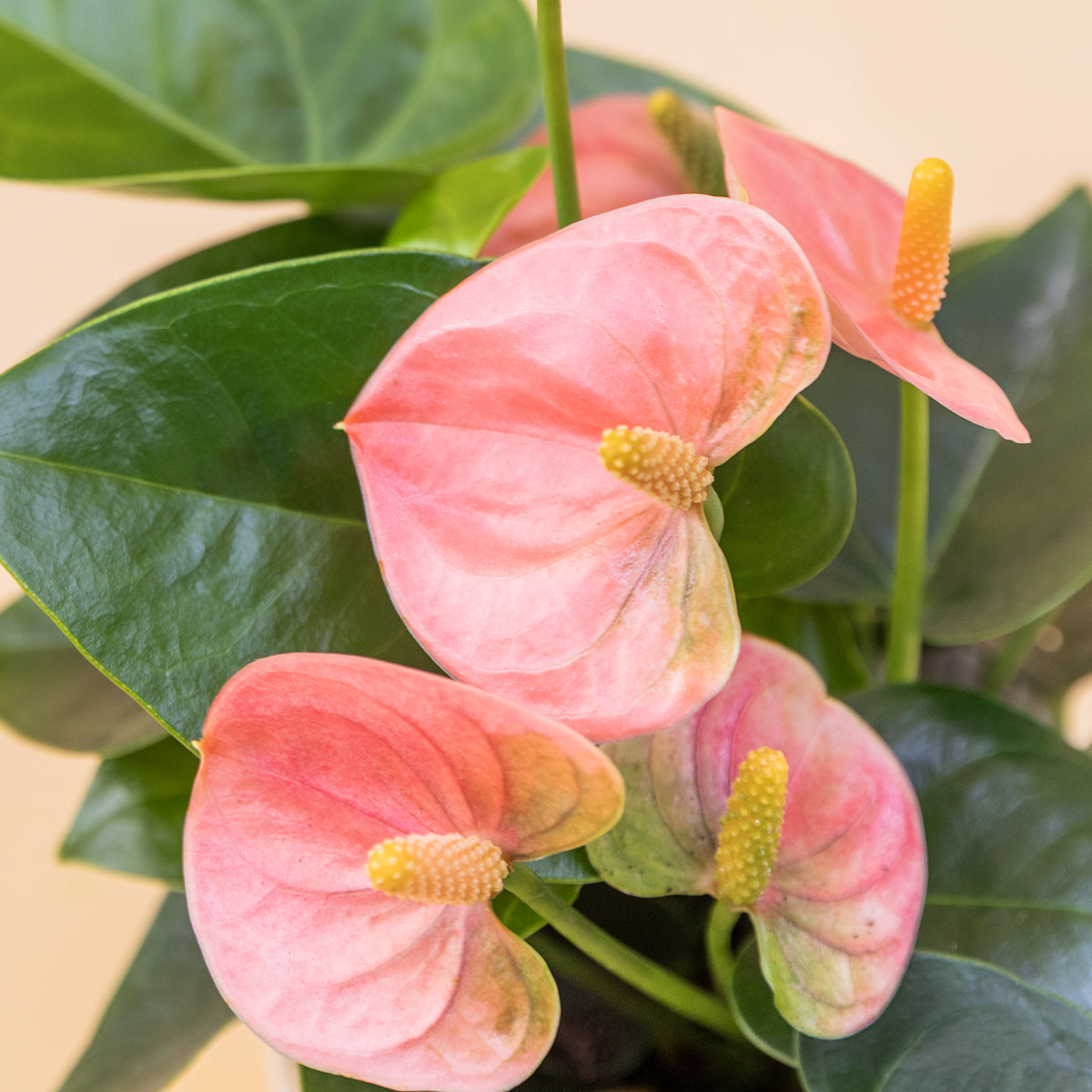 el anthurium El Anthurium
