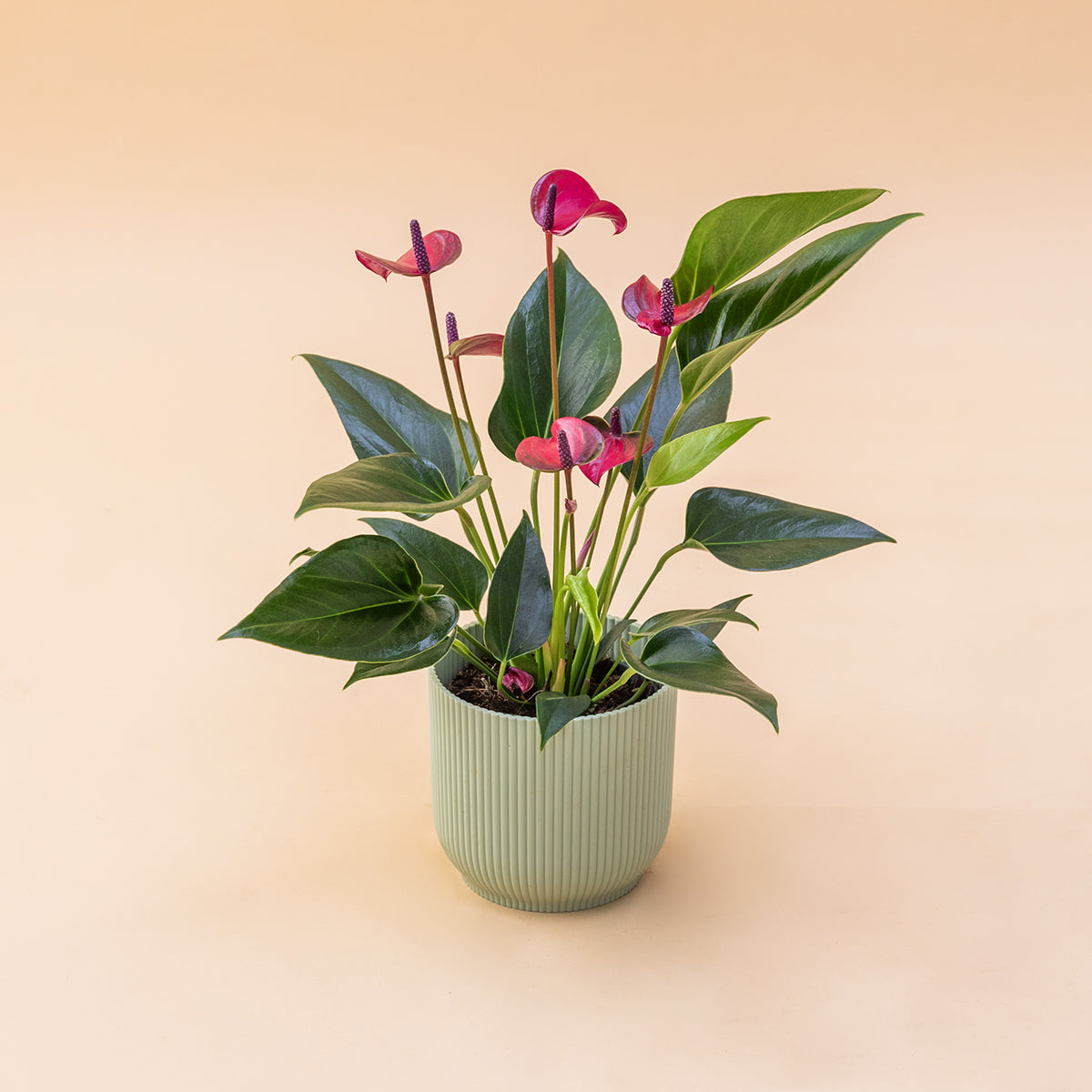 El Anthurium - Anthurium Morado