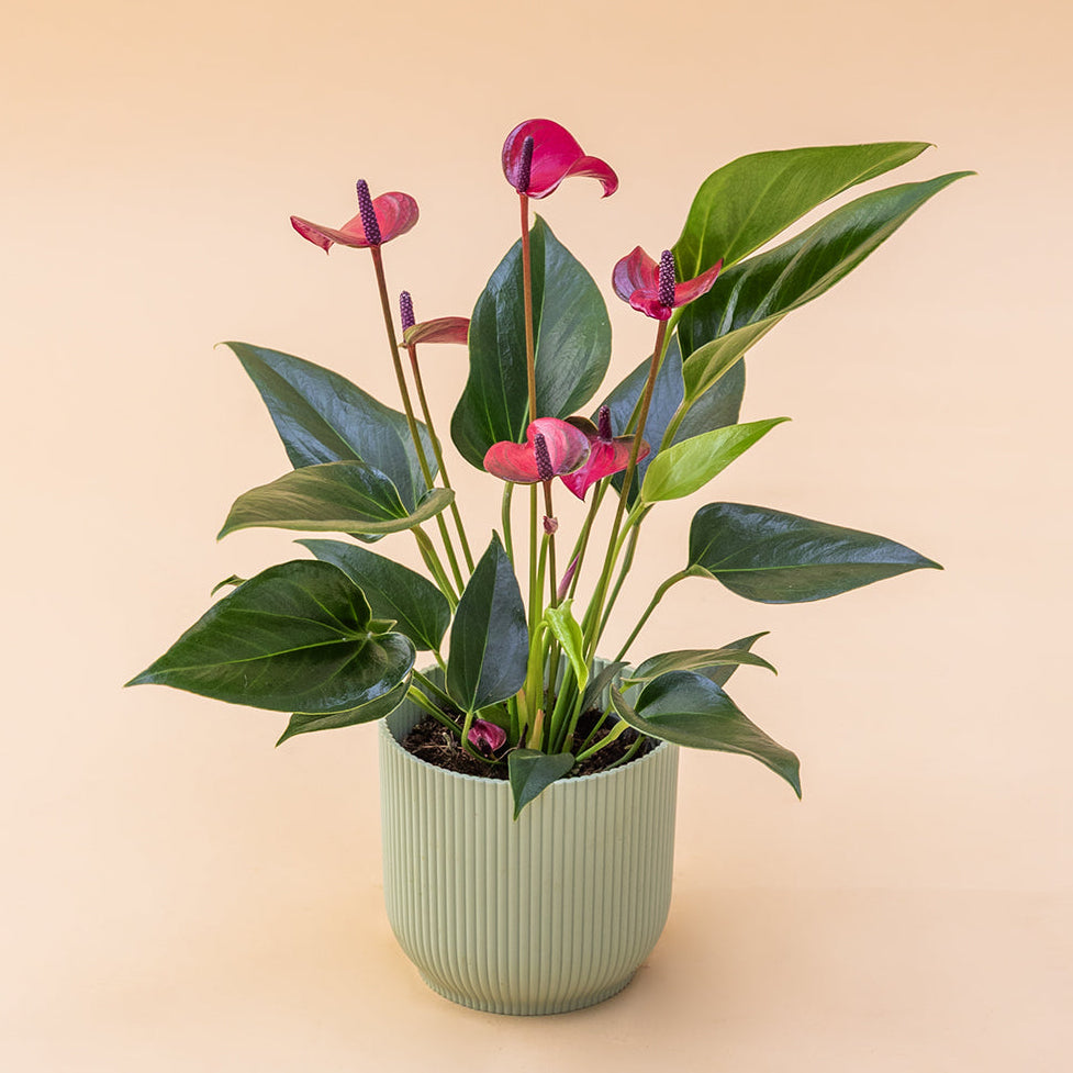 El Anthurium - Anthurium Morado