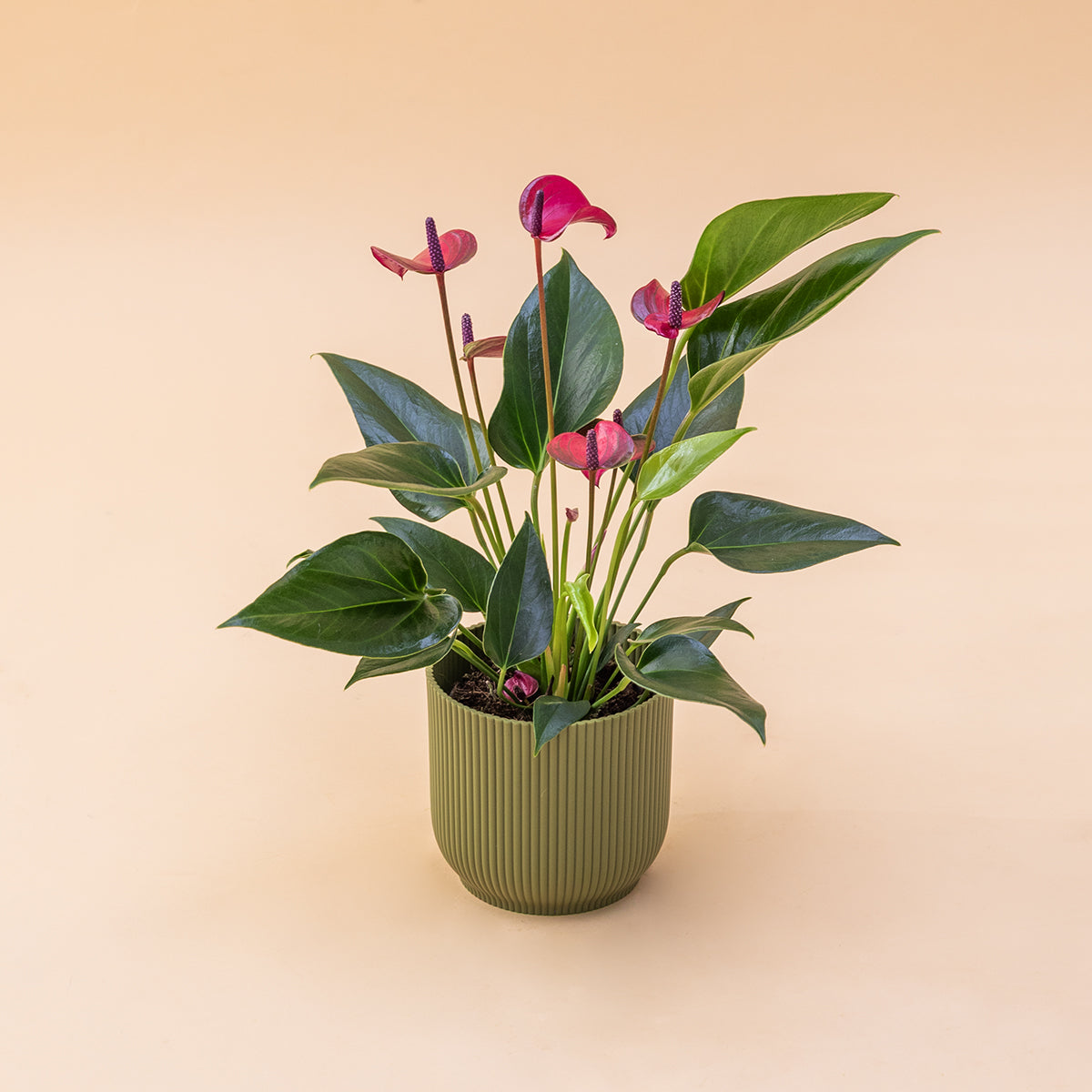 El Anthurium - Anthurium Morado