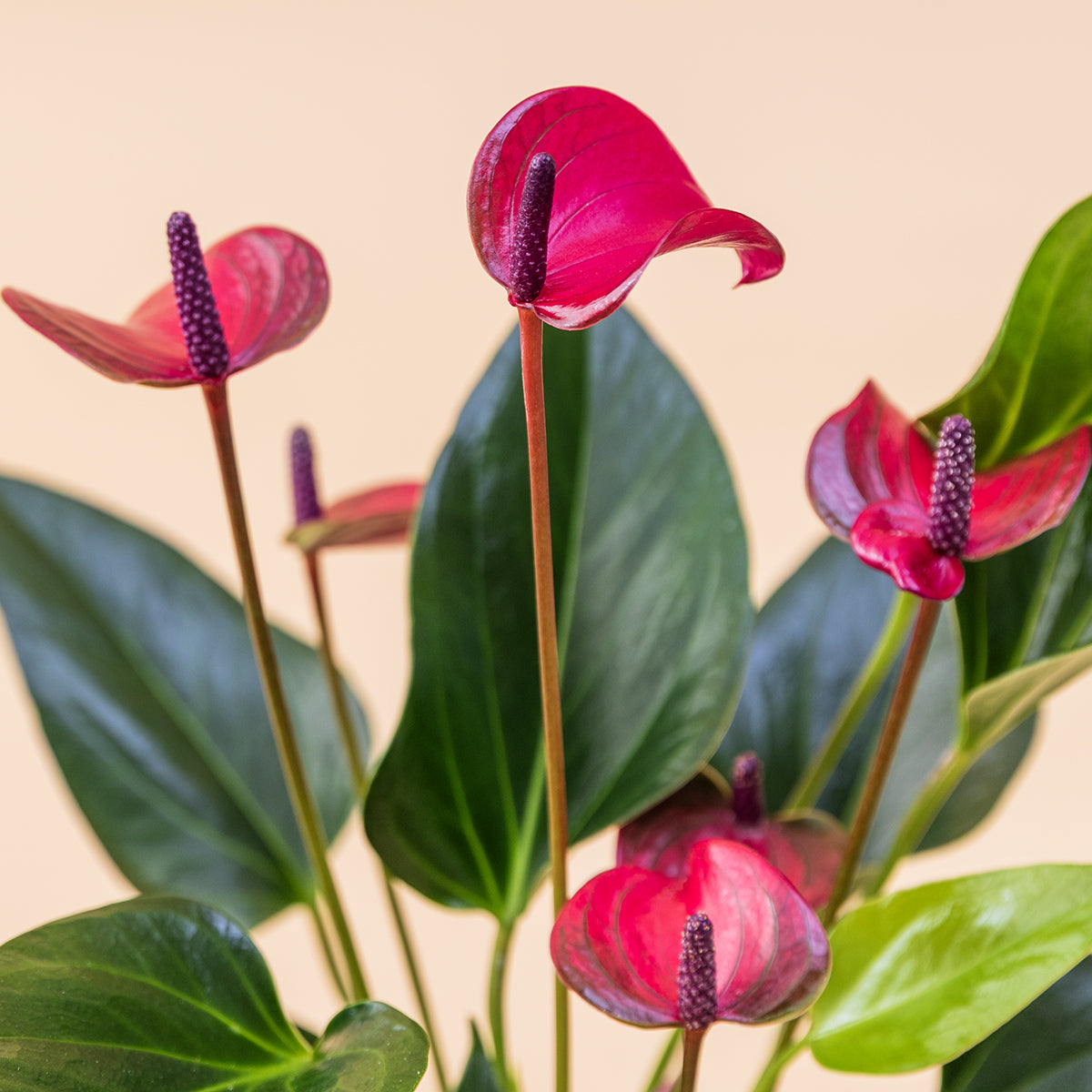 El Anthurium - Anthurium Morado