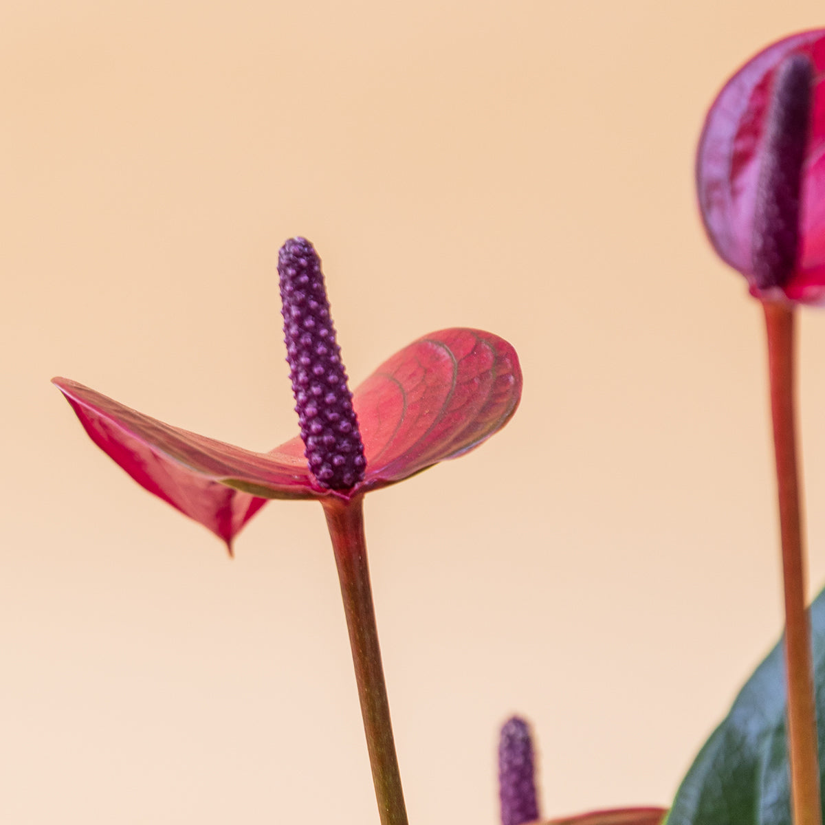 anthurium español Plantas A Domicilio - Anthurium Morado - Plantas para el Día de la Madre