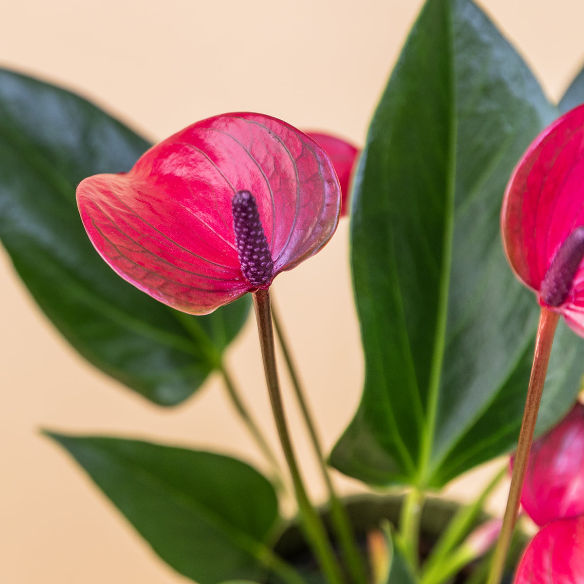 planta anthurium precio Plantas A Domicilio - Anthurium Morado - Plantas para el Día de la Madre