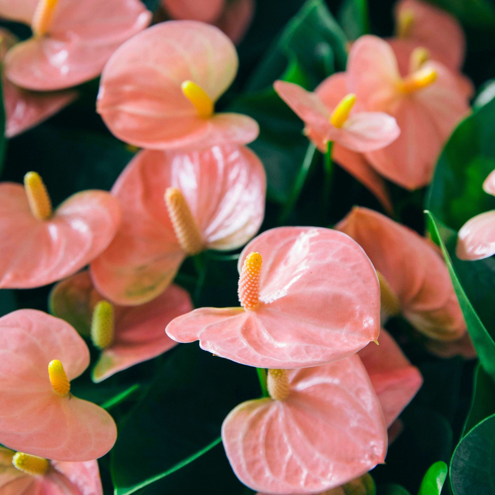 el anthurium El Anthurium
